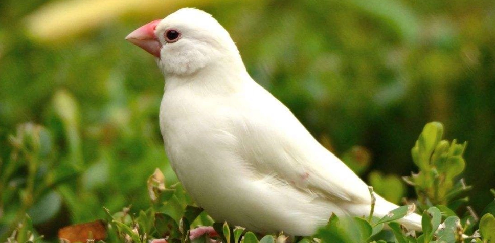 陽台養鳥 陽台養鳥