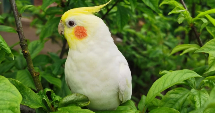 玄鳳鸚鵡聲音解析