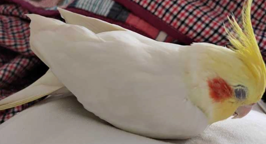 鸚鵡睡覺姿勢 鸚鵡睡覺姿勢