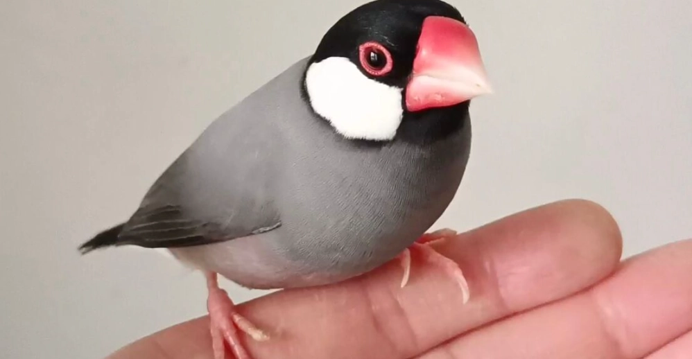 陽台養鳥 陽台養鳥