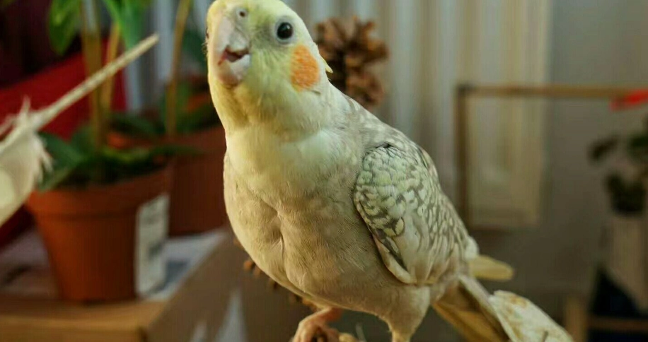 玄鳳鸚鵡 好養 玄鳳鸚鵡 好養