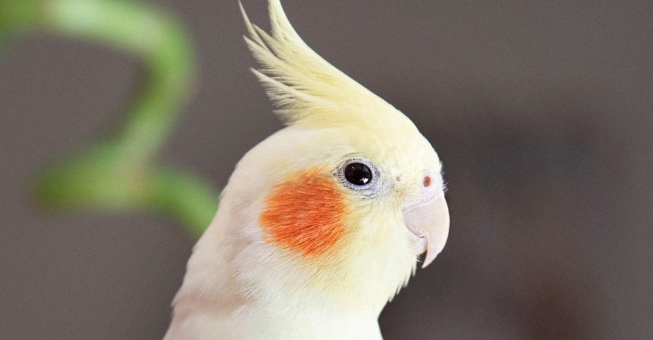 玄鳳鸚鵡叫聲