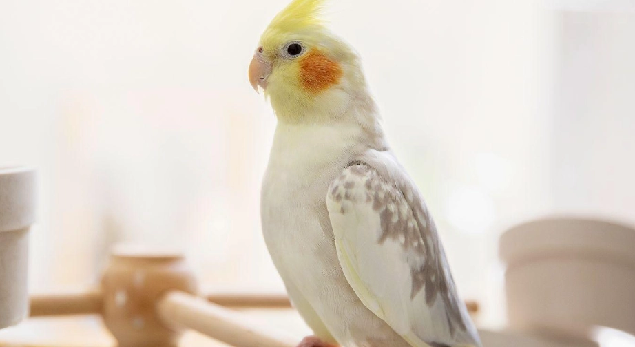 如何讓玄鳳鸚鵡安靜