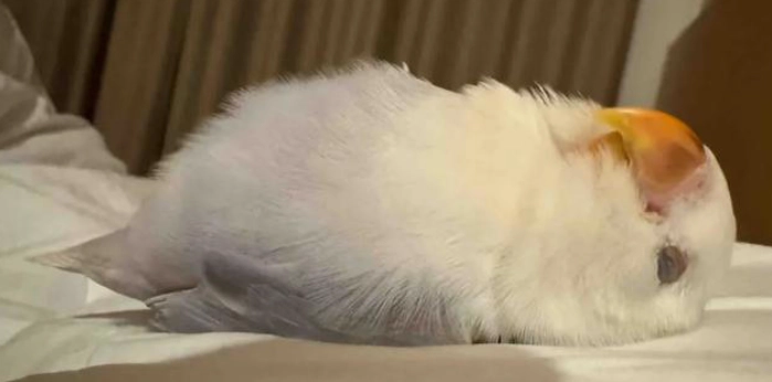 鸚鵡低頭睡覺原因解析:飼主必看的健康指南與行為觀察 鸚鵡低頭睡覺原因解析:飼主必看的健康指南與行為觀察