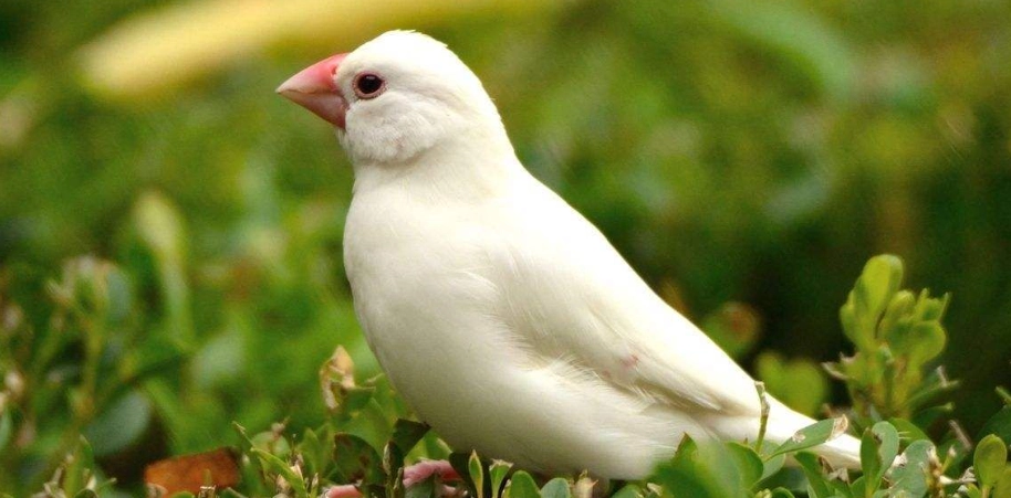 白文鳥怎麼教?十年鳥友親授訓練全攻略與常見錯誤解析 白文鳥怎麼教?十年鳥友親授訓練全攻略與常見錯誤解析