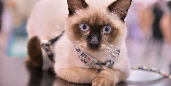暹羅貓飼養