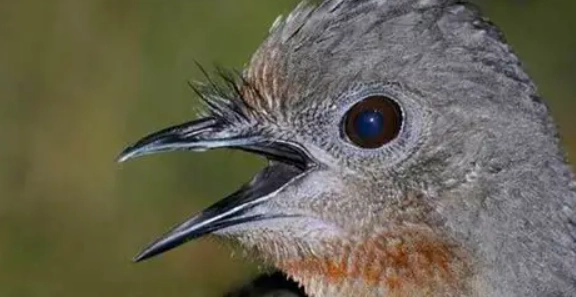 鳥叫擾眠