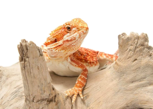 鬆獅蜥發情期照顧