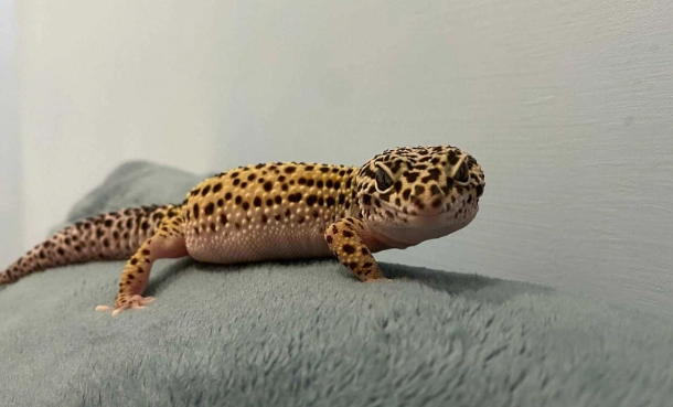 蜥蜴飼養