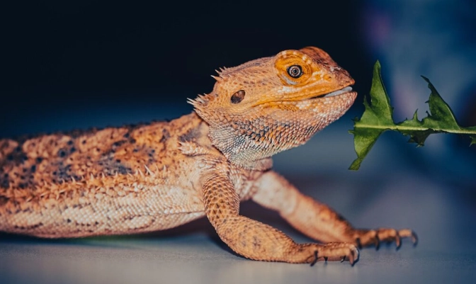 鬆獅蜥繁殖季節