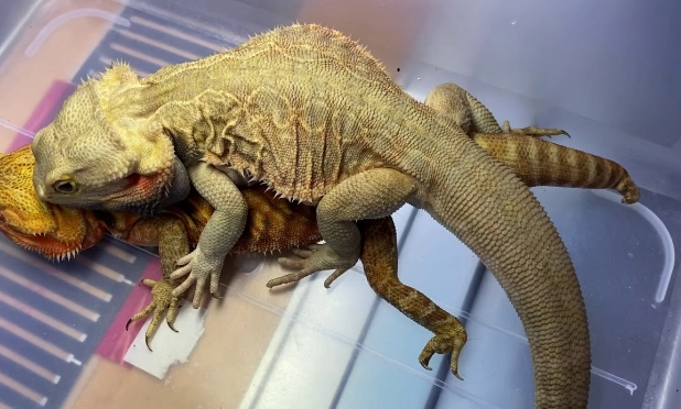 鬆獅蜥幼體照顧 鬆獅蜥幼體照顧