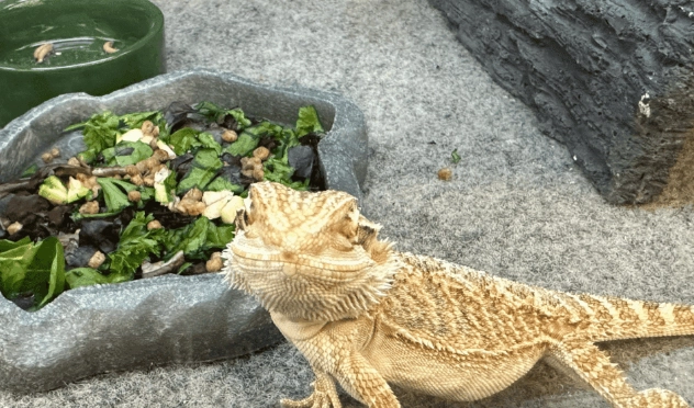 鬆獅蜥發情期照顧