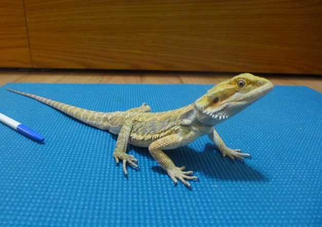 鬆獅蜥繁殖季節