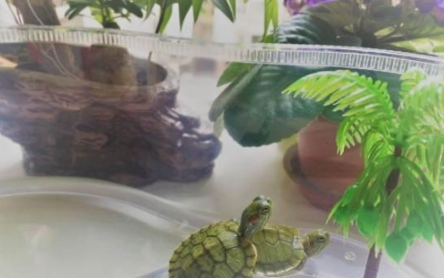 水龜飼養 水龜飼養
