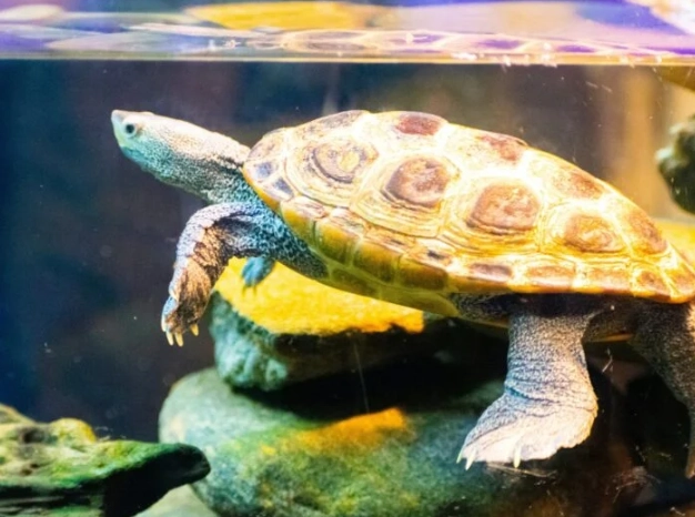 水龜飼養 水龜飼養