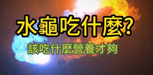 水龜吃什麼?10年飼主揭曉正確菜單與新手常犯的餵食錯誤 水龜吃什麼?10年飼主揭曉正確菜單與新手常犯的餵食錯誤