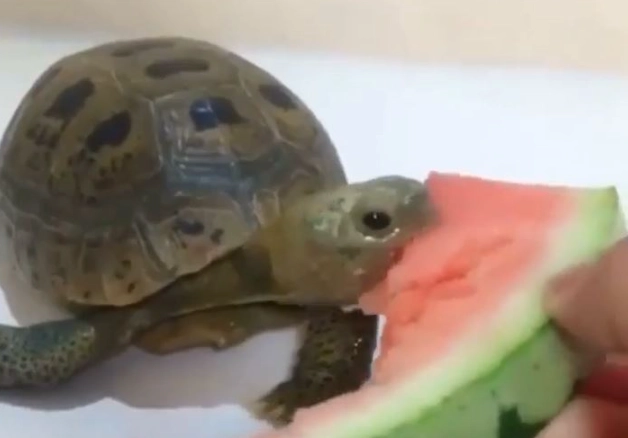 陸龜水果