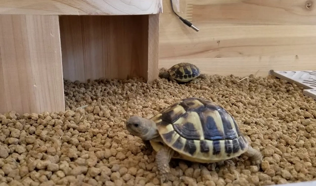 陸龜飼養成本