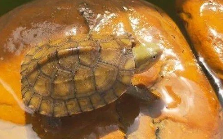 混養注意事項