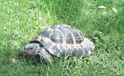 陸龜飼養成本