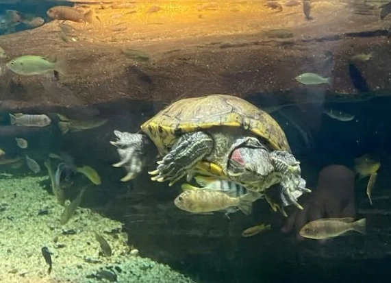 水龜混養終極指南:資深玩家教你避開混養地雷,打造和諧龜缸 水龜混養終極指南:資深玩家教你避開混養地雷,打造和諧龜缸