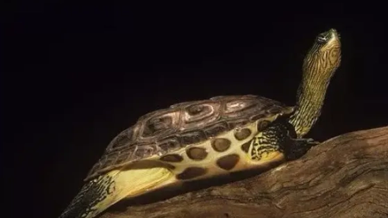 烏龜混養