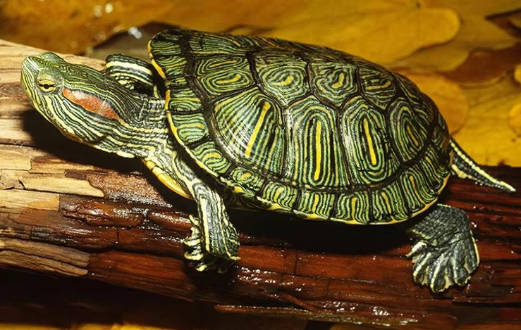 巴西龜一直睡覺是生病了嗎?飼主必讀的深度解析與解決方案 巴西龜一直睡覺是生病了嗎?飼主必讀的深度解析與解決方案