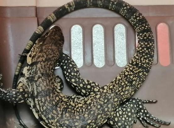 蜥蜴有鱗片嗎?深入解析鱗片構造、功能與飼養護理關鍵 蜥蜴有鱗片嗎?深入解析鱗片構造、功能與飼養護理關鍵