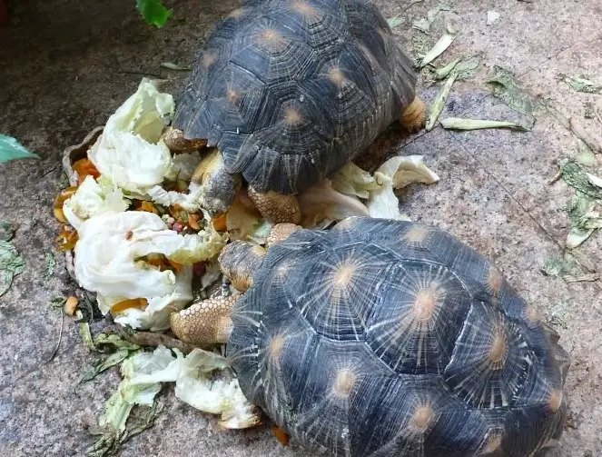 斑點珍龜飼養 斑點珍龜飼養