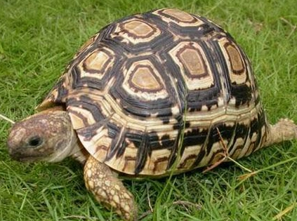 陸龜每天都會排酸嗎？完整解析與飼主必知要點