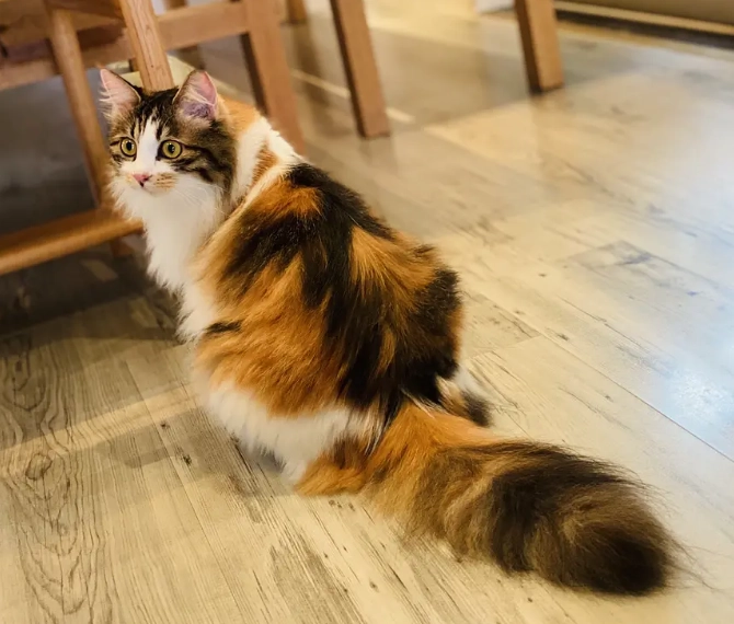 長毛三花貓飼養全攻略:性格解析與日常照護秘訣 長毛三花貓飼養全攻略:性格解析與日常照護秘訣