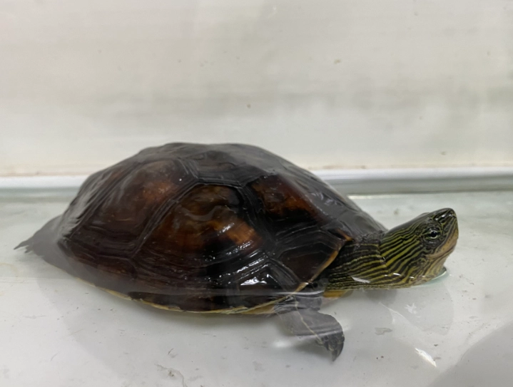 烏龜可以餓多久?獸醫詳解安全斷食期與緊急處理指南 烏龜可以餓多久?獸醫詳解安全斷食期與緊急處理指南