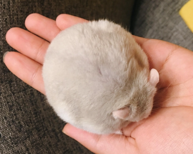 寵物鼠區別 寵物鼠區別
