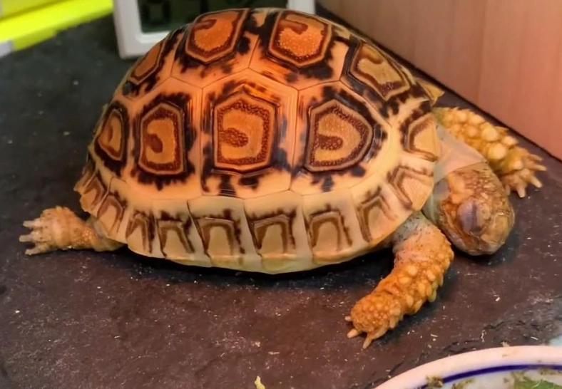 陸龜睡覺 陸龜睡覺