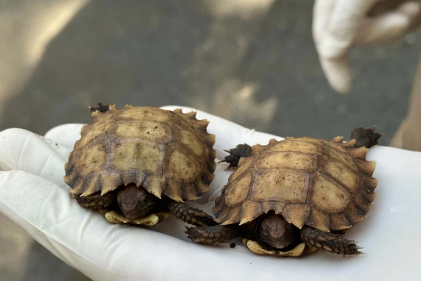 幼龜一直睡覺是生病了嗎?獸醫解析原因與照護對策 幼龜一直睡覺是生病了嗎?獸醫解析原因與照護對策