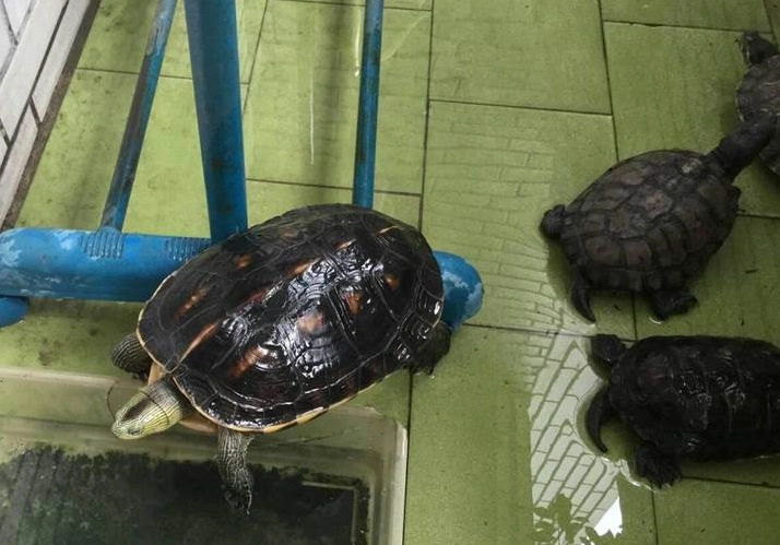 烏龜健康檢查 烏龜健康檢查