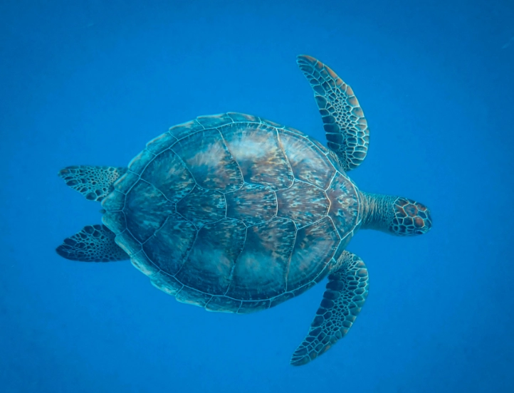 海龜到底能活多久?揭開龜類長壽的三大關鍵與常見迷思 海龜到底能活多久?揭開龜類長壽的三大關鍵與常見迷思