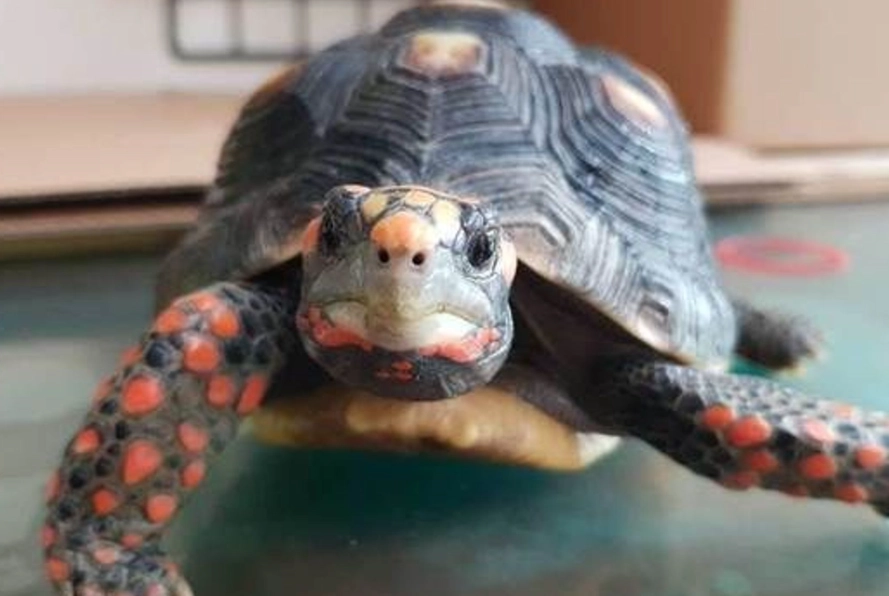 陸龜不吃東西怎麼辦?資深飼主教你從環境到食物的全面對策 陸龜不吃東西怎麼辦?資深飼主教你從環境到食物的全面對策