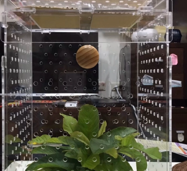 打造完美竹節蟲飼養箱:從零開始的佈置指南與常見錯誤解析 打造完美竹節蟲飼養箱:從零開始的佈置指南與常見錯誤解析