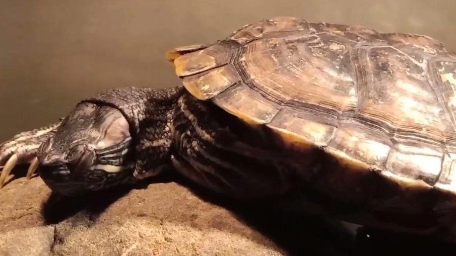 烏龜睡覺水中正常嗎?破解寵物龜睡眠秘密與環境設置全攻略 烏龜睡覺水中正常嗎?破解寵物龜睡眠秘密與環境設置全攻略