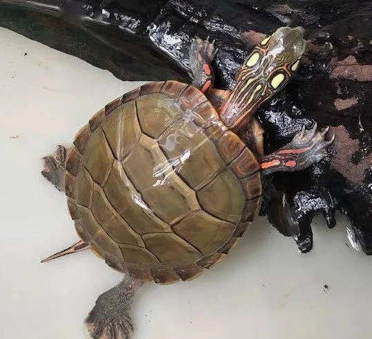 水龜飼養