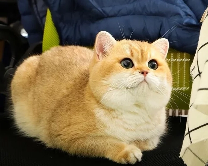 金漸層貓缺點