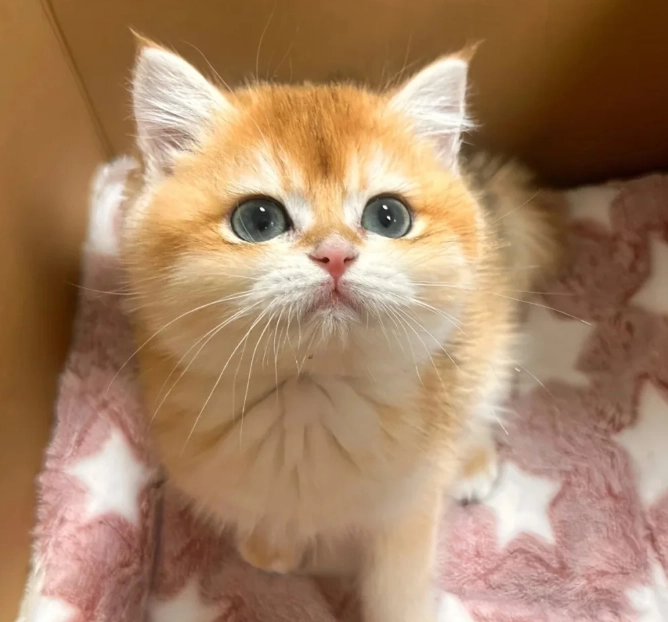 金漸層貓缺點大公開：決定飼養前你必須知道的5件事