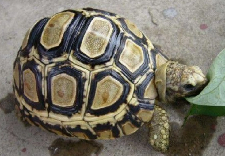 赫曼陸龜飼養方法 赫曼陸龜飼養方法