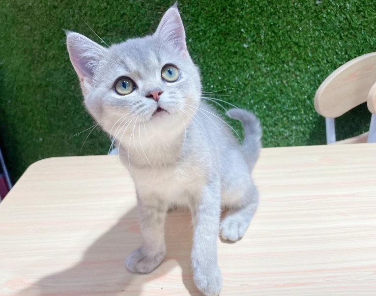 英國短毛貓飼養 英國短毛貓飼養
