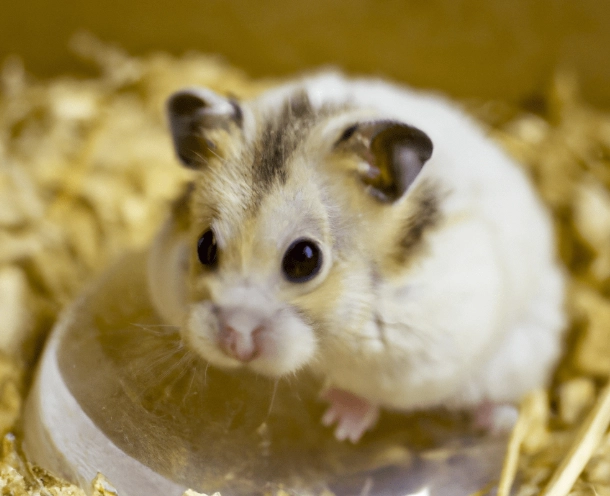 倉鼠飼養安全 倉鼠飼養安全