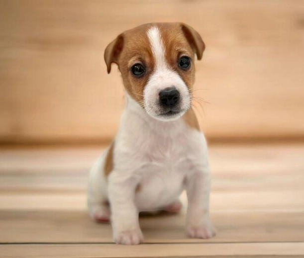 傑克羅素梗犬好養嗎？飼主必讀的完整飼養指南與經驗分享