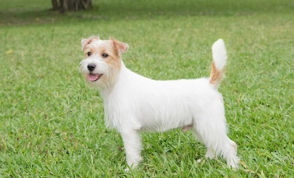 傑克羅素梗犬優缺點 傑克羅素梗犬優缺點