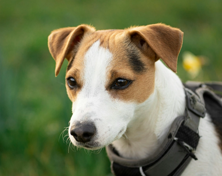 傑克羅素梗犬優缺點 傑克羅素梗犬優缺點