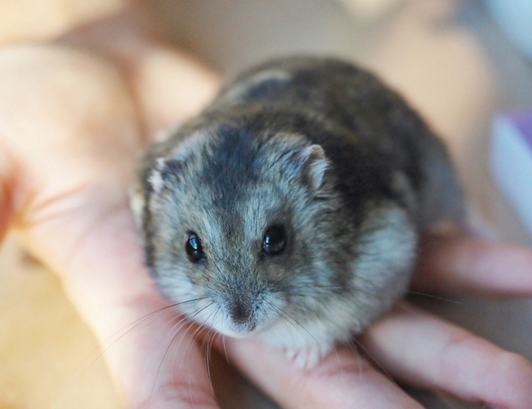倉鼠咬人 倉鼠咬人